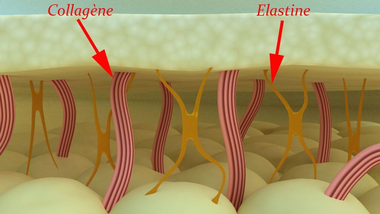 Колаген и еластин - структурни протеини коже